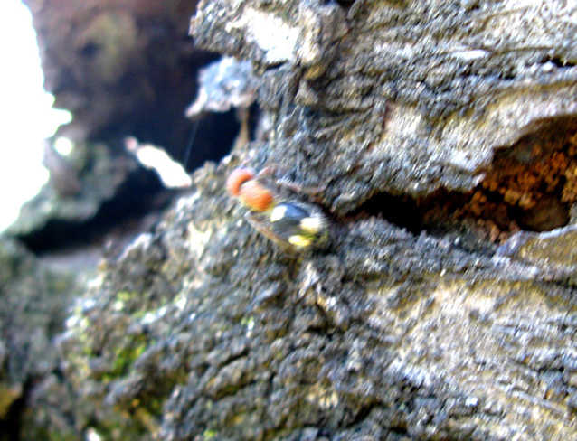 Mutillidae: forse Mutilla quinquemaculata